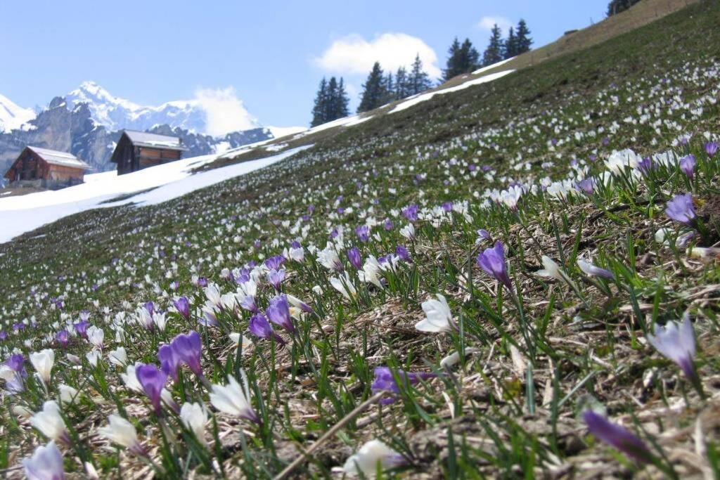 Olle And Maria'S B&B- Apartment Gimmelwald Exterior photo